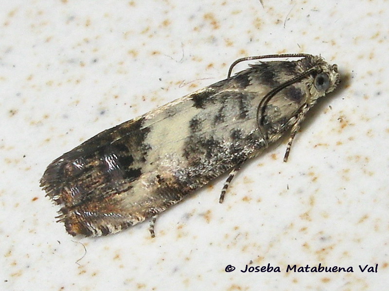 Pammene fasciana - Tortricidae